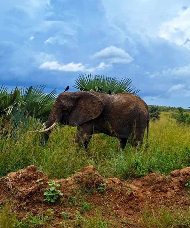 3-days-murchison-falls-national-park