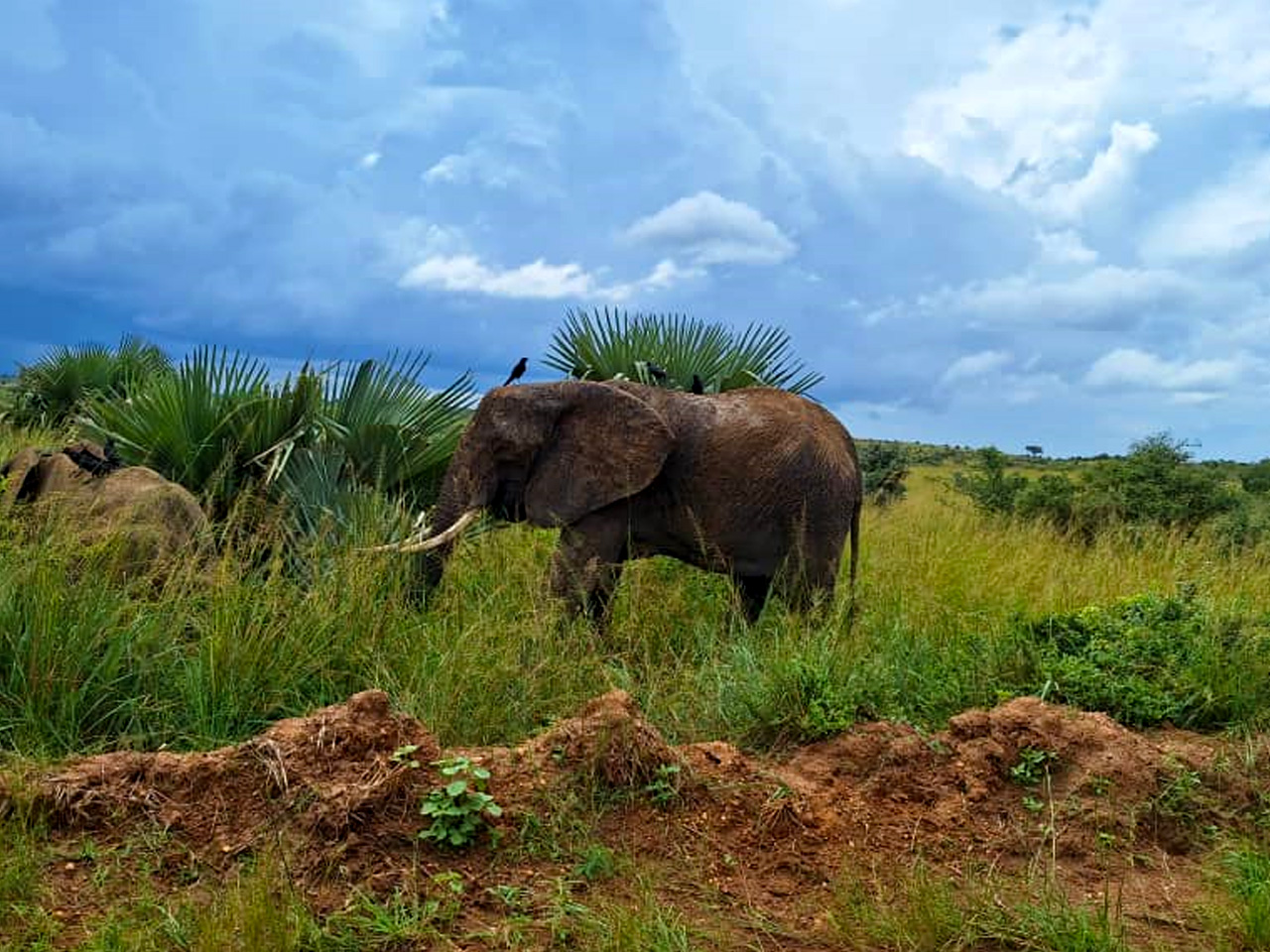 3-days-murchison-falls-national-park