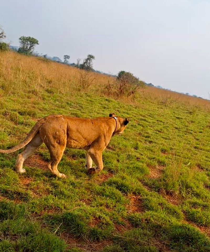 5-days-kidepo-valley-national-park-safari