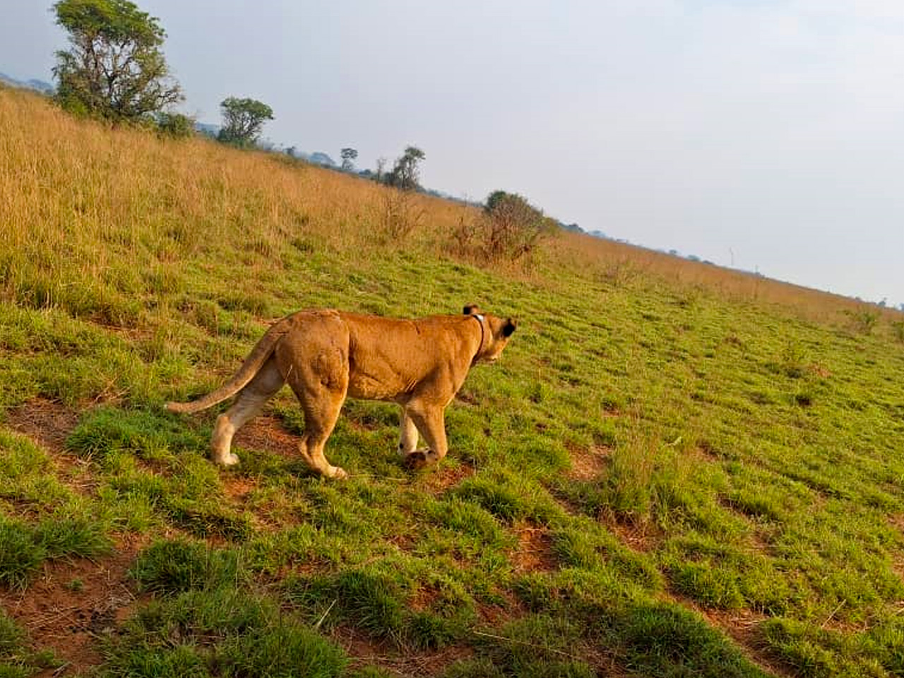 5-days-kidepo-valley-national-park-safari