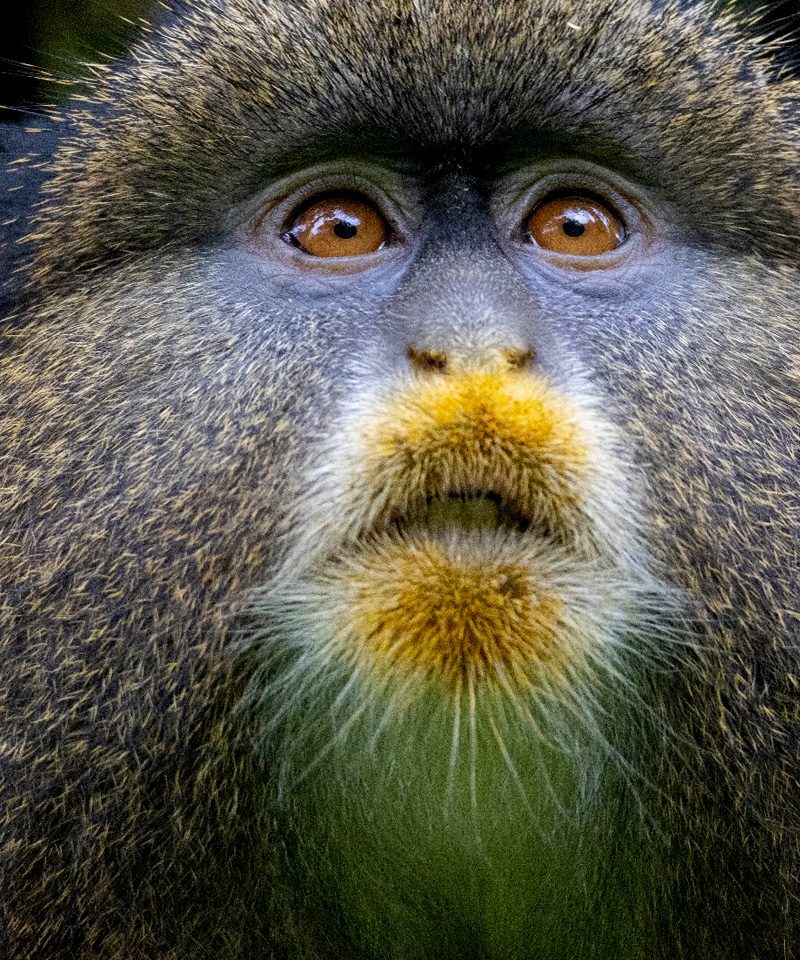 6-days-uganda-primate-tour