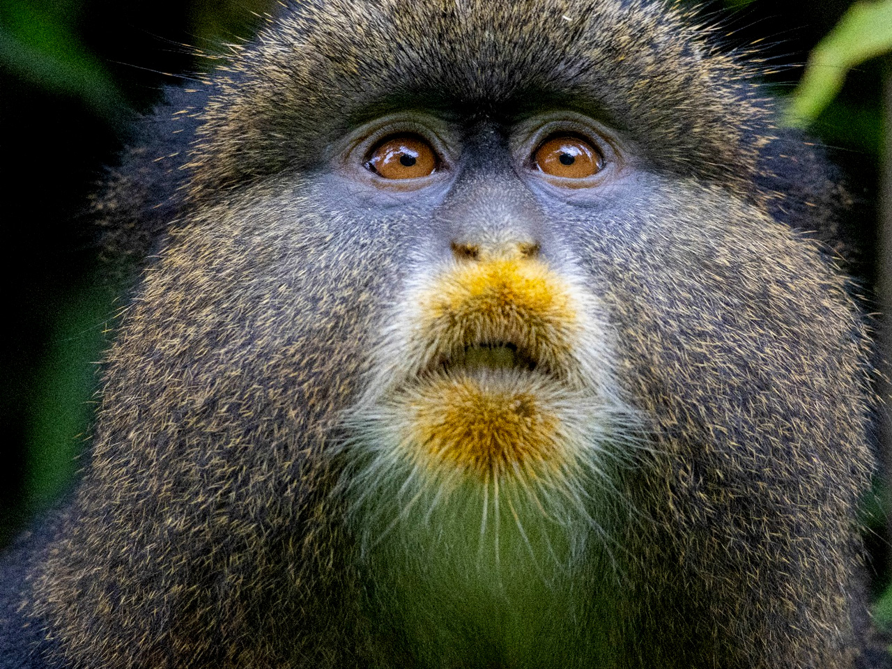 6-days-uganda-primate-tour