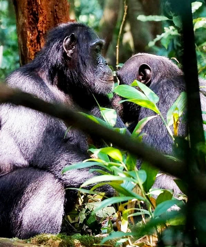 5-days-uganda-primate-safari