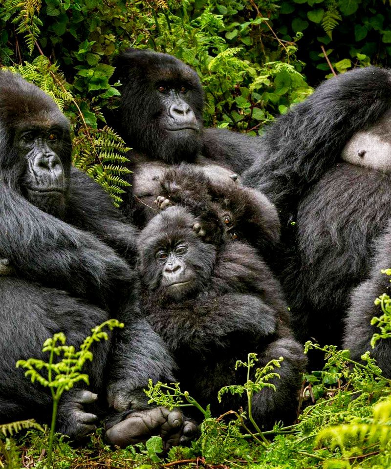 8-days-uganda-rwanda-d-r-congo