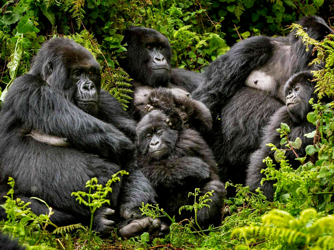 8-days-uganda-rwanda-d-r-congo