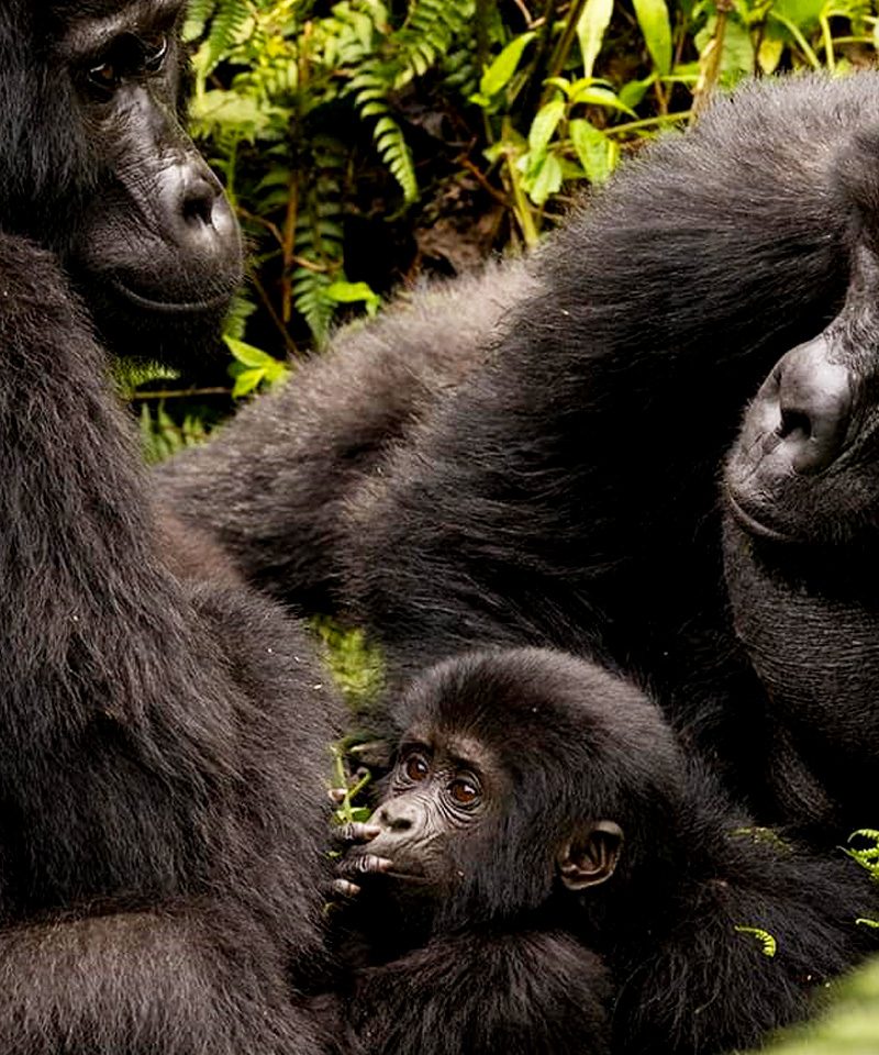 12-uganda-gorilla-wildlife-safari