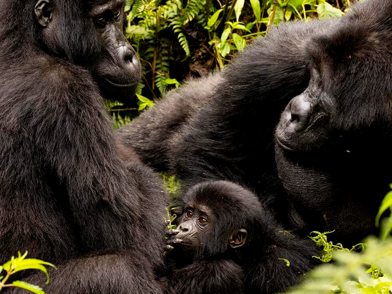12-uganda-gorilla-wildlife-safari