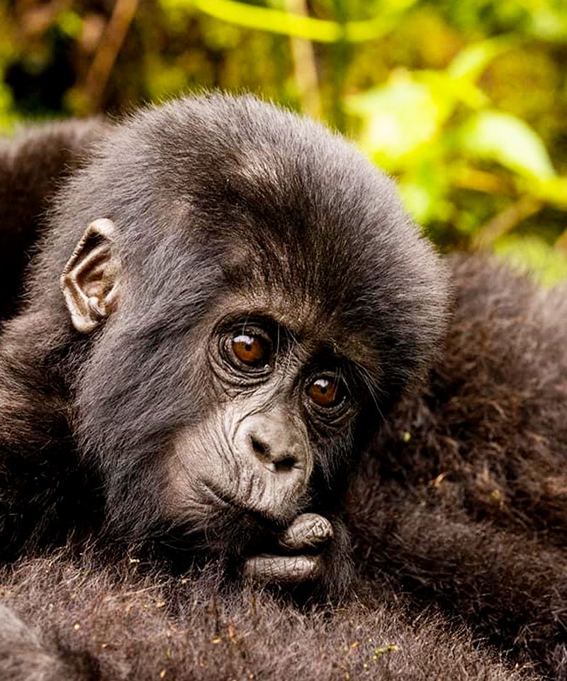 7-days-uganda-gorilla-wildlife-safari