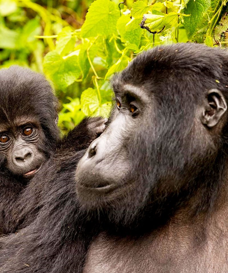 8-days-uganda-gorilla-tracking-chimp-trek-wildlife-safari