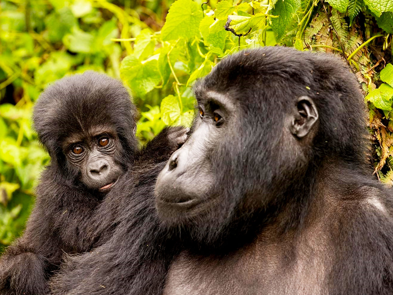 8-days-uganda-gorilla-tracking-chimp-trek-wildlife-safari